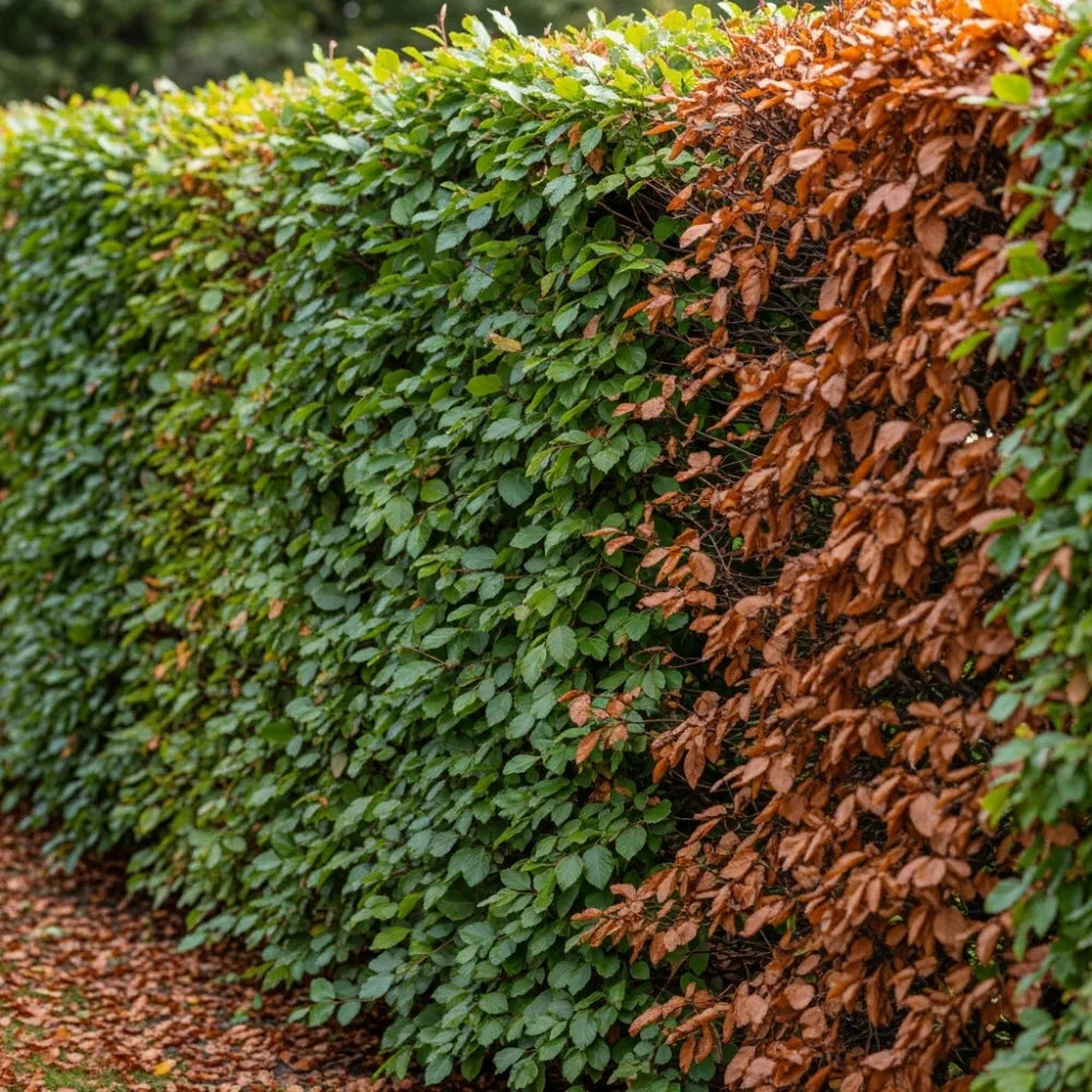 5ft Common Beech Tree | Fagus sylvatica | 9L Pot