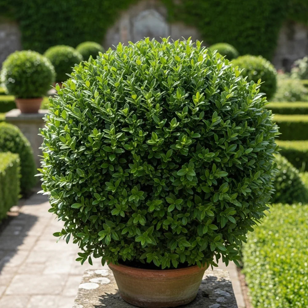 20-25cm Common Box Hedging | Buxus sempervirens | Bare Root