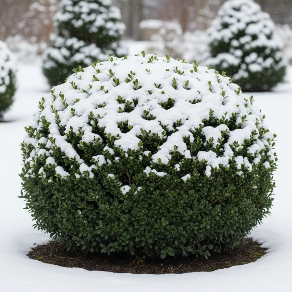 25-30cm Common Box Hedging | Buxus sempervirens | Bare Root – Planters ...