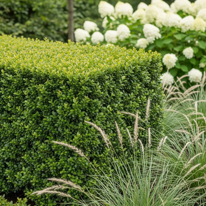 2 x 3ft Common Box Hedging | Buxus sempervirens | 3L Pot