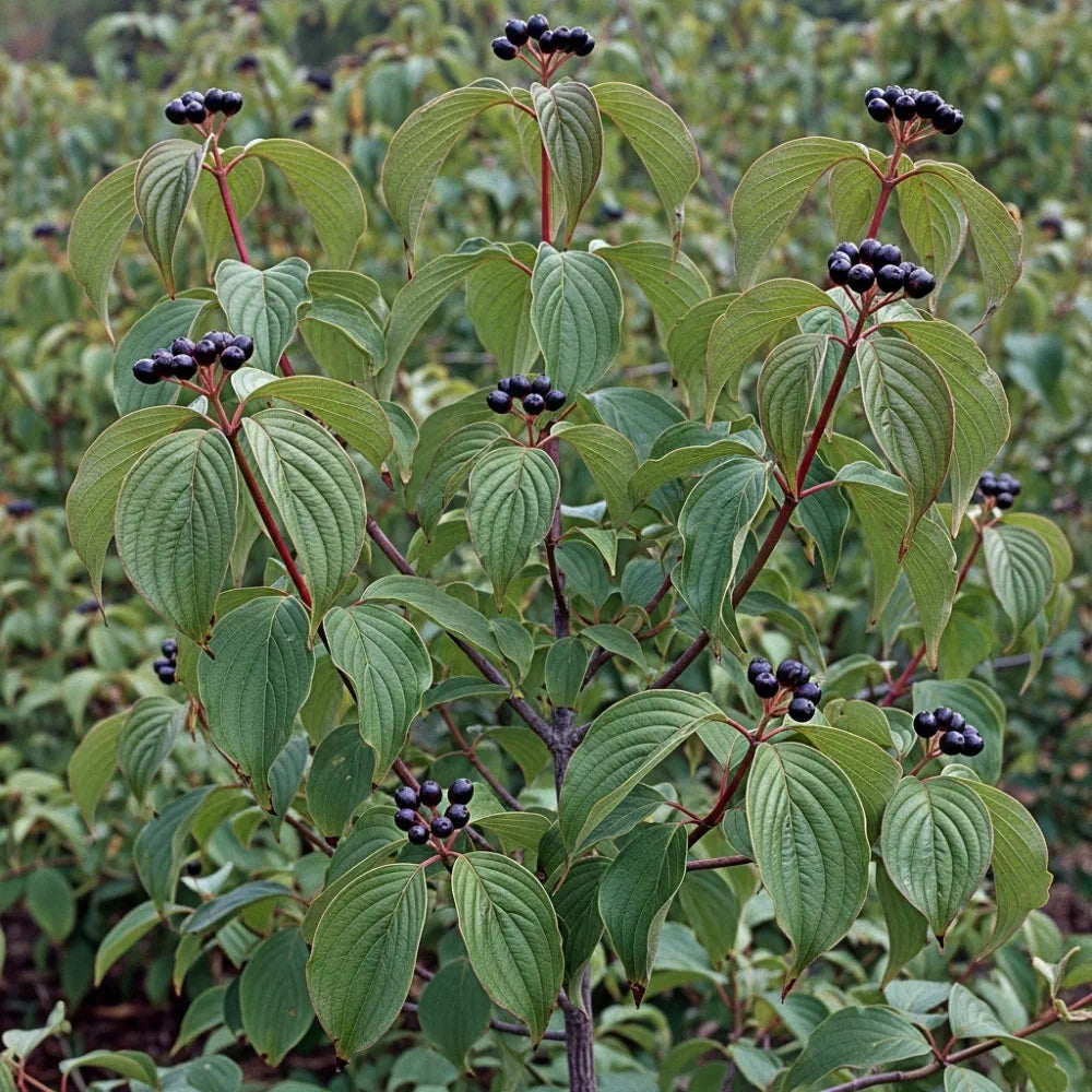 45-60cm Common Dogwood Hedging | Cornus sanguinea | Bare Root