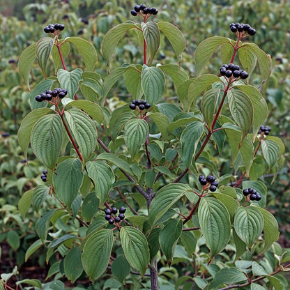 45-60cm Common Dogwood Hedging | Cornus sanguinea | Bare Root