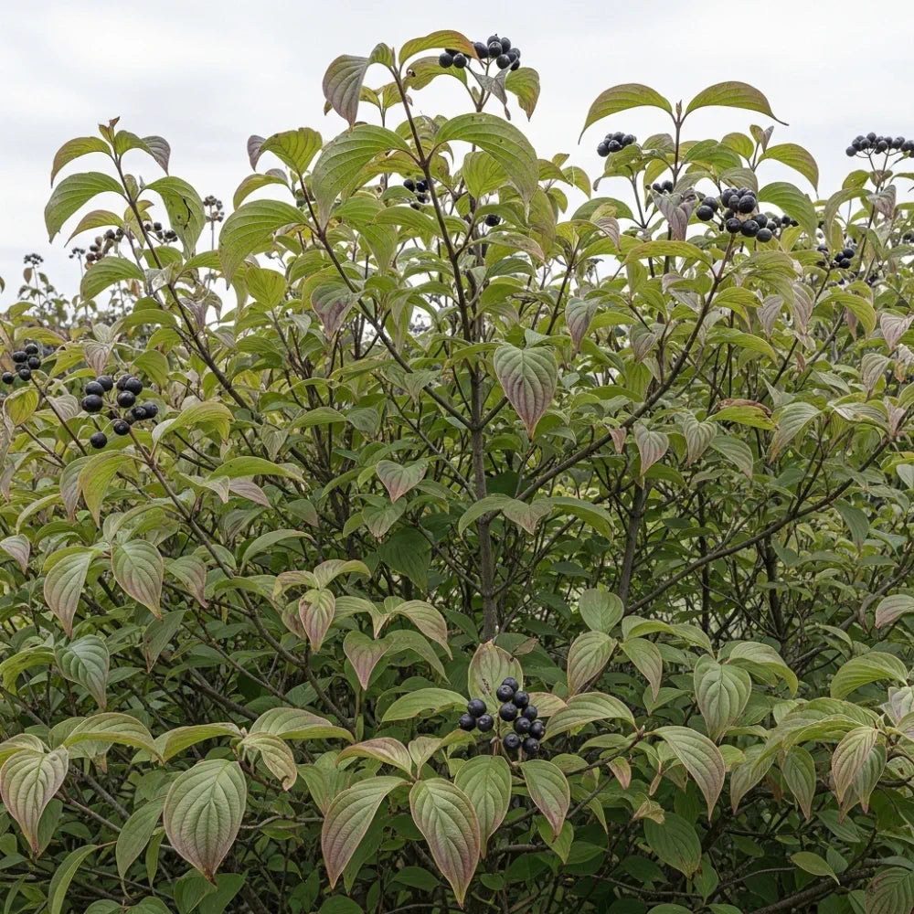 60-80cm Common Dogwood Hedging | Cornus sanguinea | Bare Root