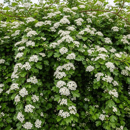 45-60cm Common Hawthorn Hedging | Crataegus monogyna | Bare Root