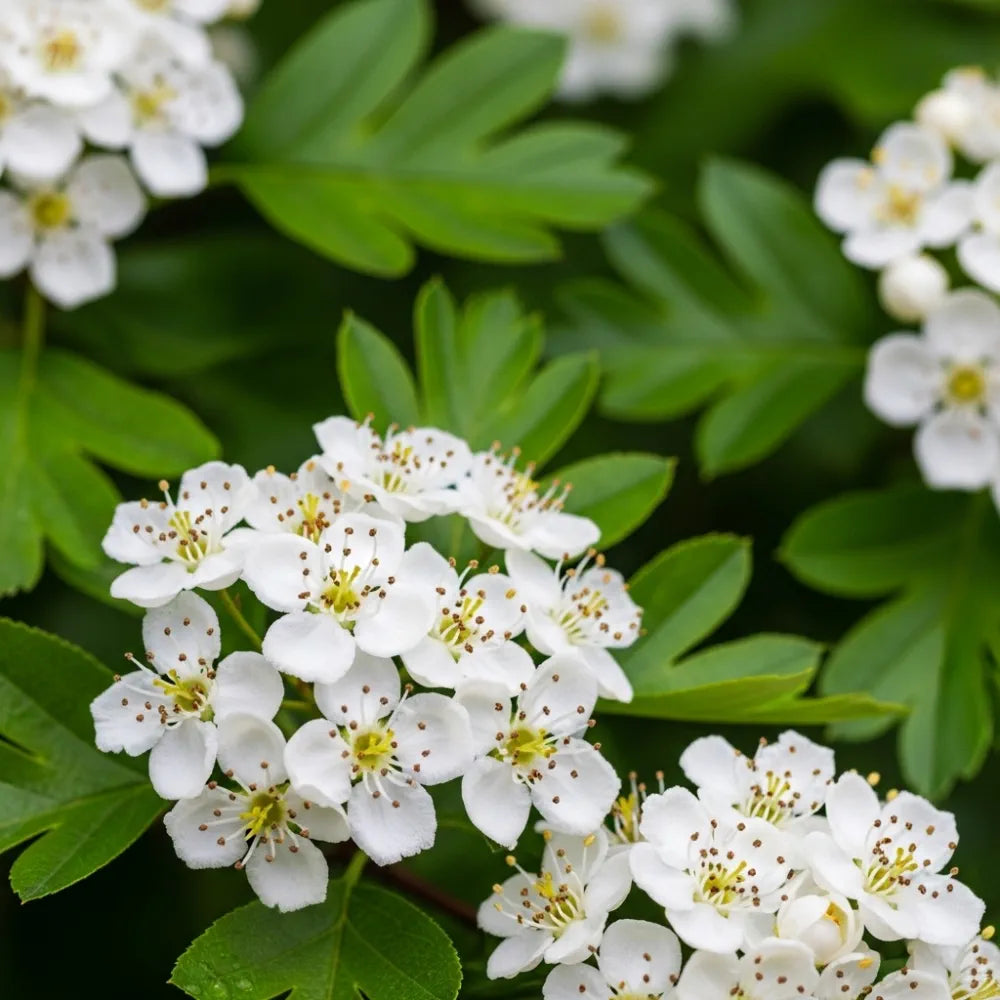 100-125cm Common Hawthorn Hedging | Crataegus monogyna | Bare Root