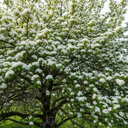 7ft Common Hawthorn Tree | Mature Bare Root Crataegus Monogyna | 6/8cm Girth