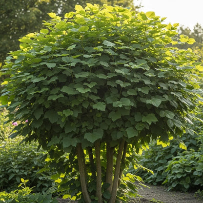 60-90cm Common Hazel Hedging | Corylus avellana | Bare Root