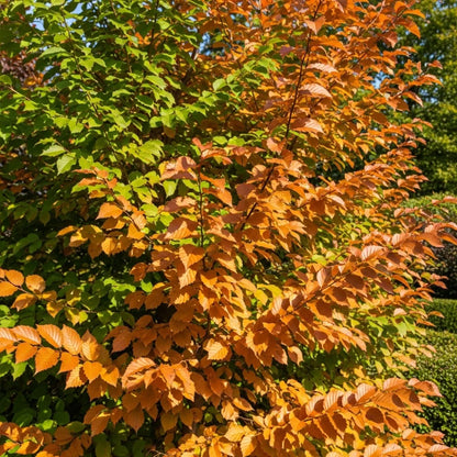 60-90cm Common Hornbeam Hedging | Carpinus betulus | Bare Root