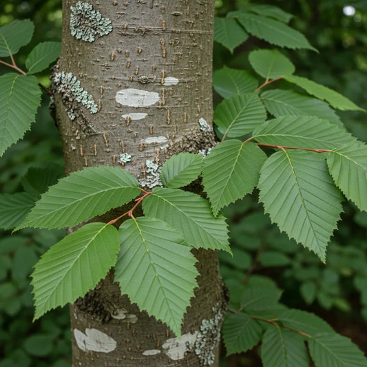 60-90cm Common Hornbeam Hedging | Carpinus betulus | Bare Root