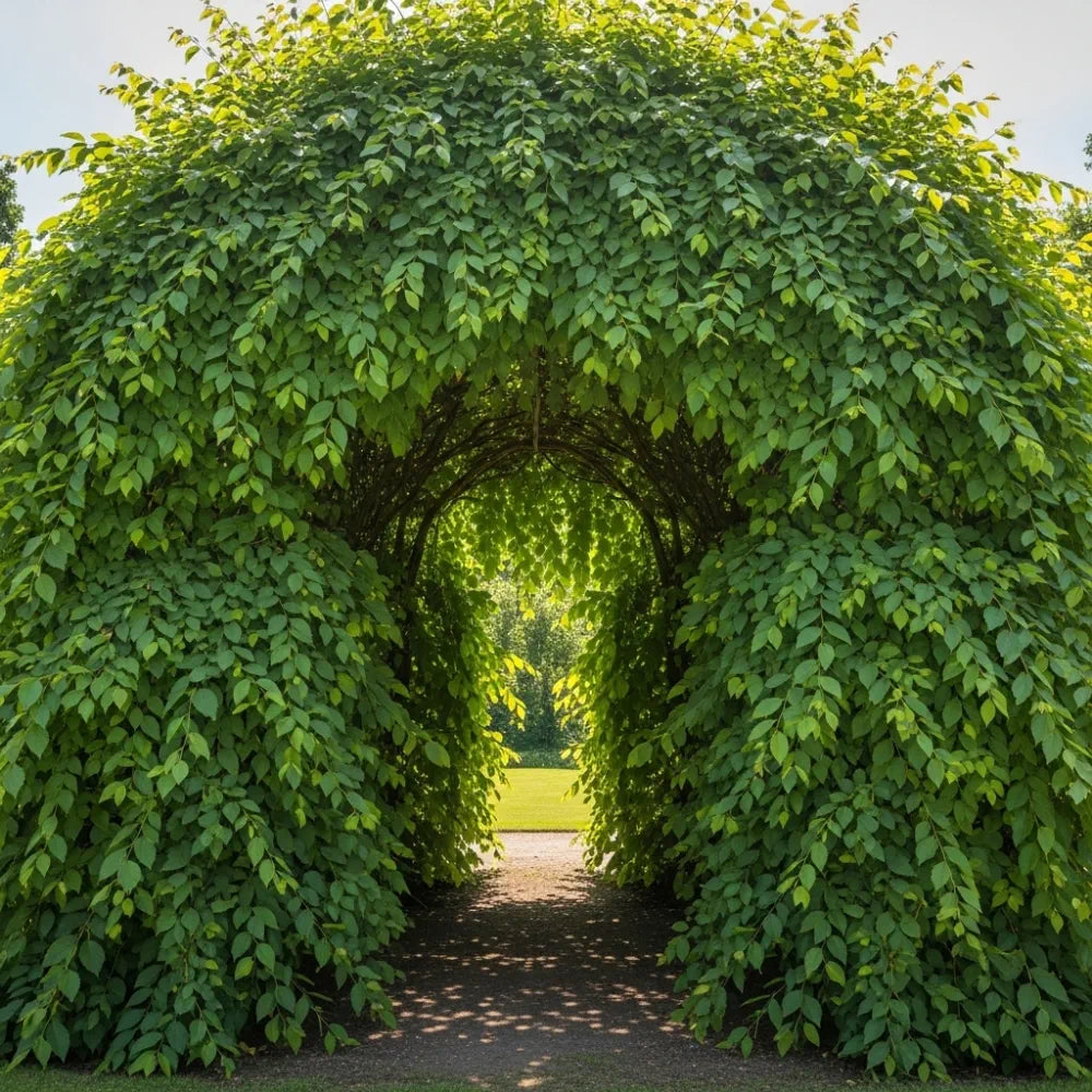125-150cm Common Hornbeam Hedging | Carpinus betulus | Bare Root
