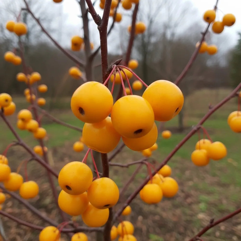 5ft Crabapple Tree | Malus 'Comtesse de Paris' | 9L Pot