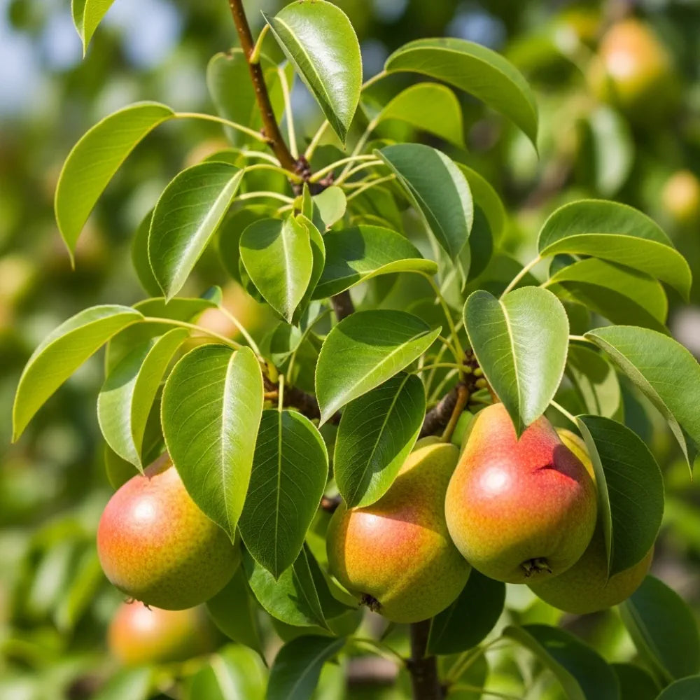 3ft 'Concorde' Pear Tree | 4.5L Pot | Quince A Rootstock