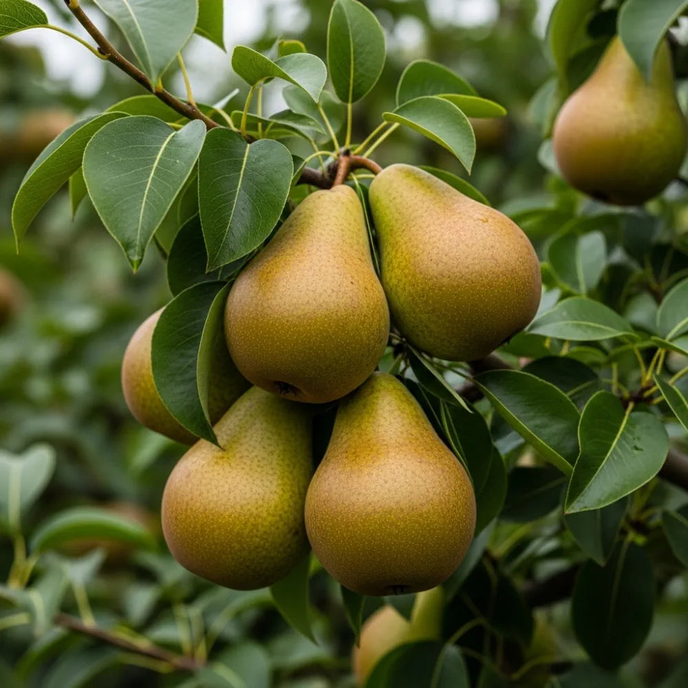 5ft 'Conference' Pear Tree | 9L Pot | 2 Years Old