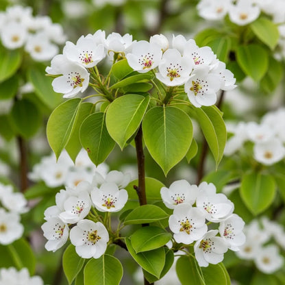 5ft 'Conference' Pear Tree | 9L Pot