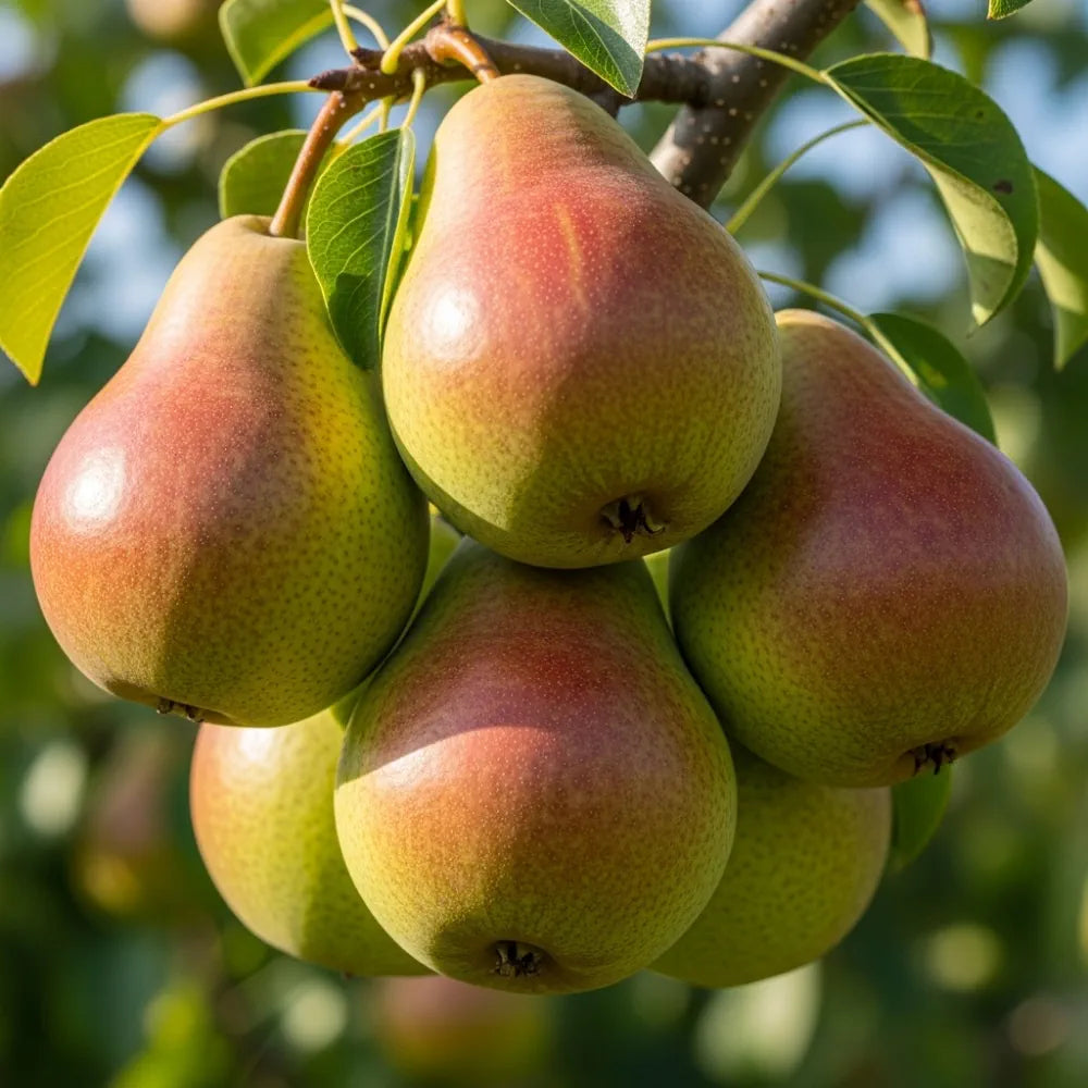 7ft Half-Standard 'Conference' Mature Pear Tree | 6/8cm Girth | Grown in 20L Airpot