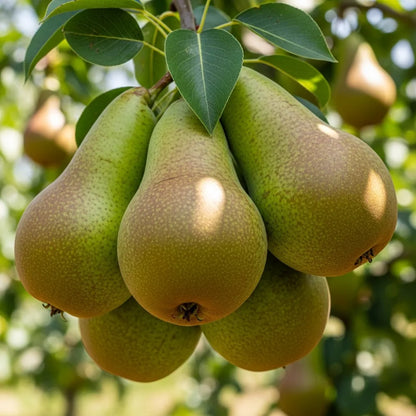 3ft 'Conference' Pear Tree | 4.5L Pot