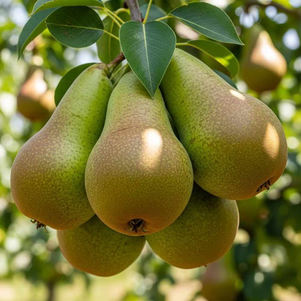 6ft Half-Standard 'Conference' Pear Tree | Mature Bare Root | 6/8cm Girth