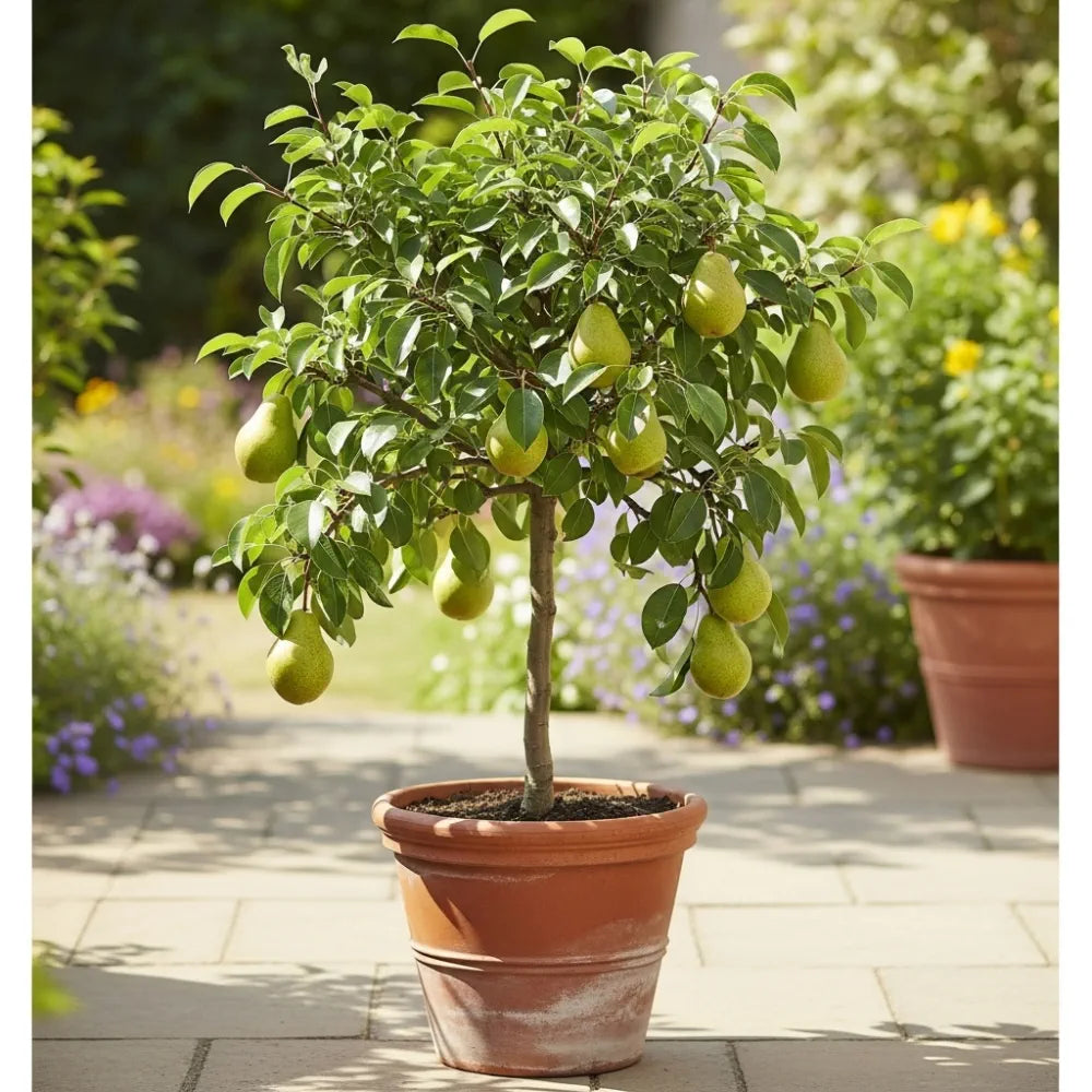 Pears Pots 5ft 'Conference' Pear Tree | 9L Pot – Planters.co.uk