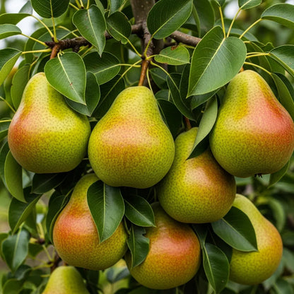 5ft 'Conference' Pear Tree | 9L Pot