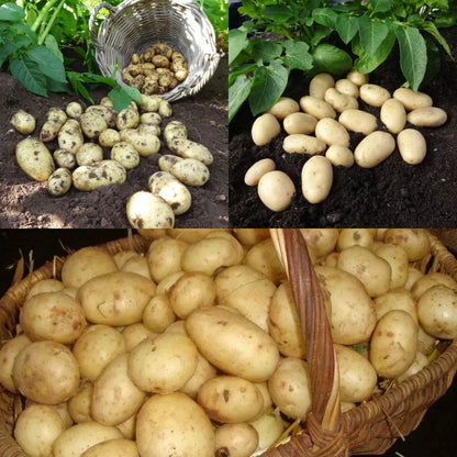 #3 Varieties (3kg Total)