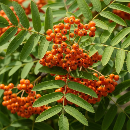 Copper Kettle' Rowan Tree | Sorbus | 2 Year Old Tree in a 9L Pot