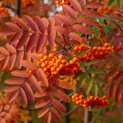 Copper Kettle' Rowan Tree | Sorbus - 2 Year Old Bare Root Tree