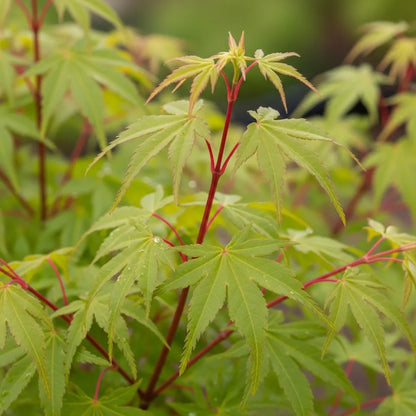 3ft Coral Bark Japanese Maple Tree | Acer palmatum 'Sangokaku' | 3L Pot