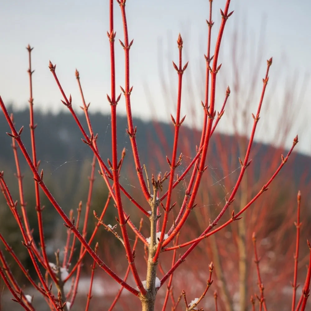 3ft Coral Bark Japanese Maple Tree | Acer palmatum 'Sangokaku' | 5L Pot