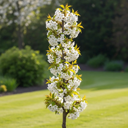 Cordon 'Sunburst' Cherry Tree | 5ft | Bare Root