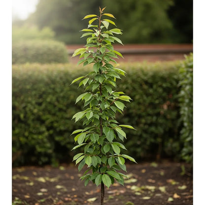 Cordon 'Sunburst' Cherry Tree | 5ft | Bare Root