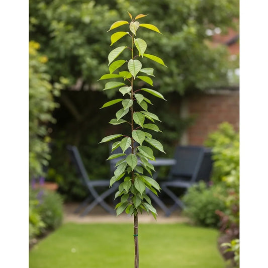 Cordon 'Stella' Cherry Tree | 5ft | Bare Root