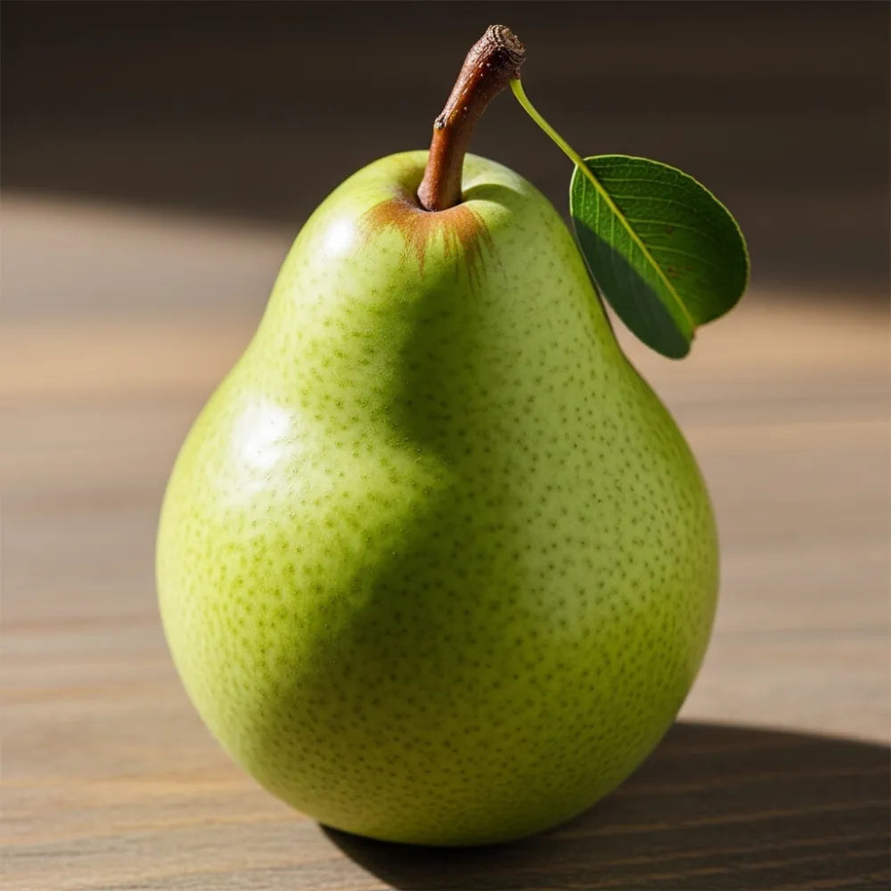 Cordon 'Concorde' Pear Tree | 9L Pot