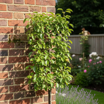 Cordon 'William's Bon Chrétien' Pear Tree | 5ft | Bare Root
