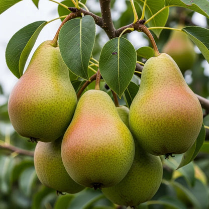 Cordon 'Concorde' Pear Tree | 5ft | Bare Root