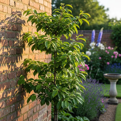 Cordon 'Opal' Plum Tree | 5ft | Bare Root