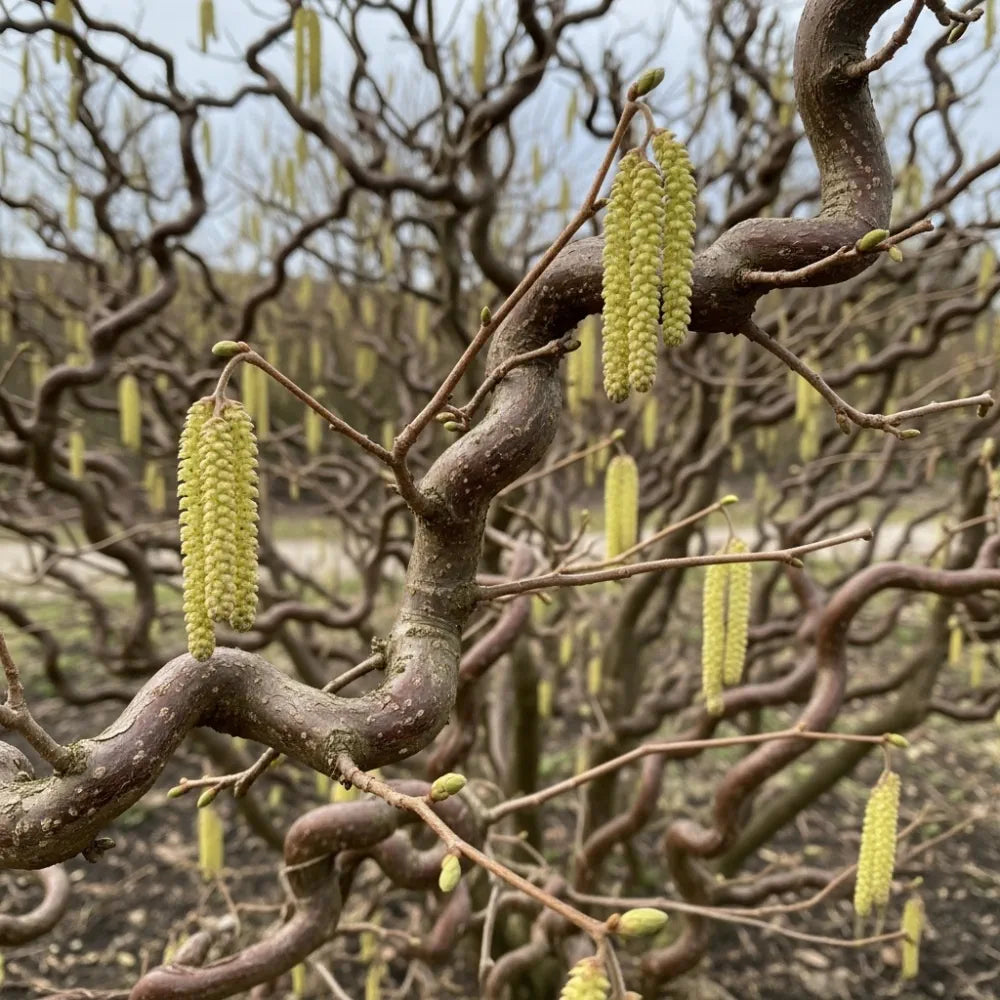 3ft Corkscrew Hazel | Corylus avellana 'Contorta' | 3L Pot