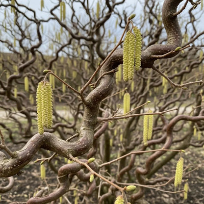 4ft Corkscrew Hazel | Corylus avellana 'Contorta' | 2 Years Old | Bare Root