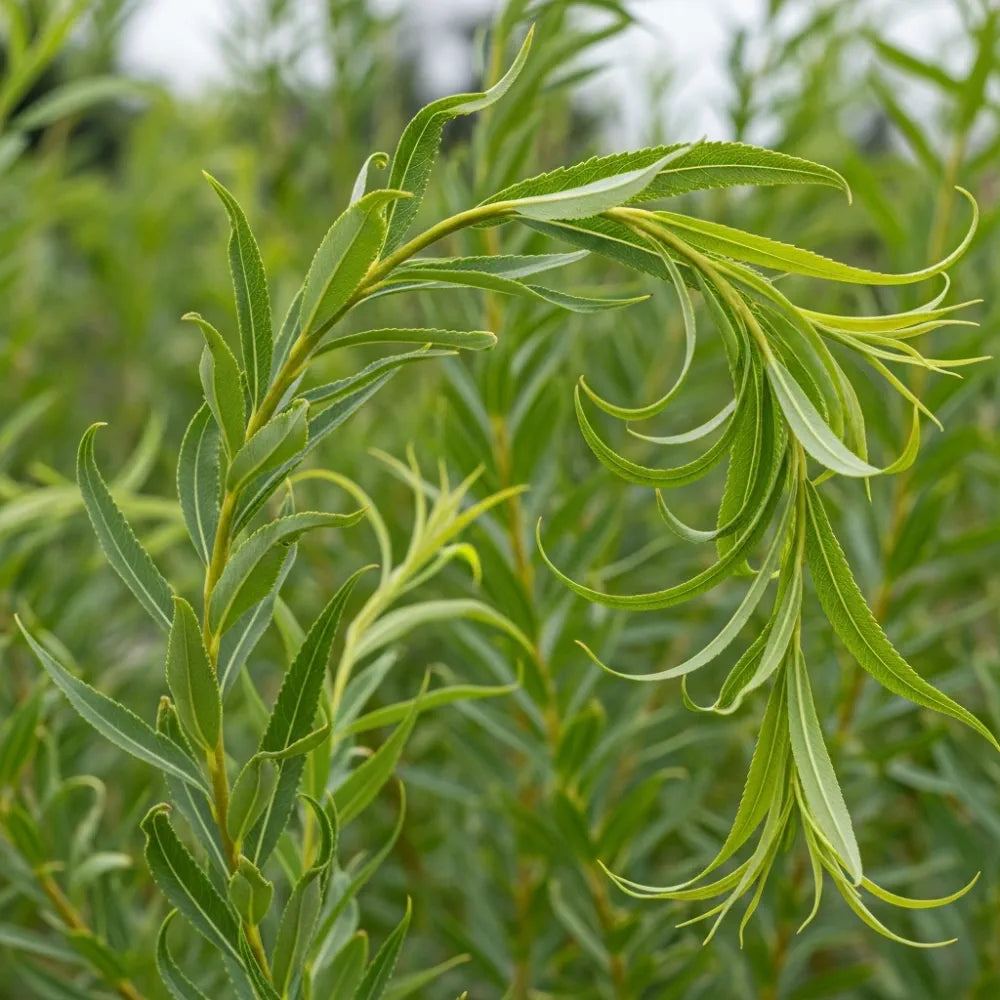 80-100cm Corkscrew Willow Hedging | Salix matsudana 'Tortuosa' | Bare Root