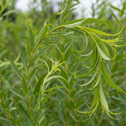 80-100cm Corkscrew Willow Hedging | Salix matsudana 'Tortuosa' | Bare Root