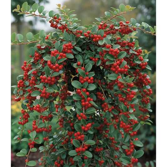 2ft Cotoneaster 'Coral Beauty' | 3L Pot