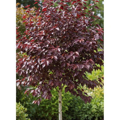 5ft 'Crimson Frost' Silver Birch Tree | 9L Pot  | 2 Years Old