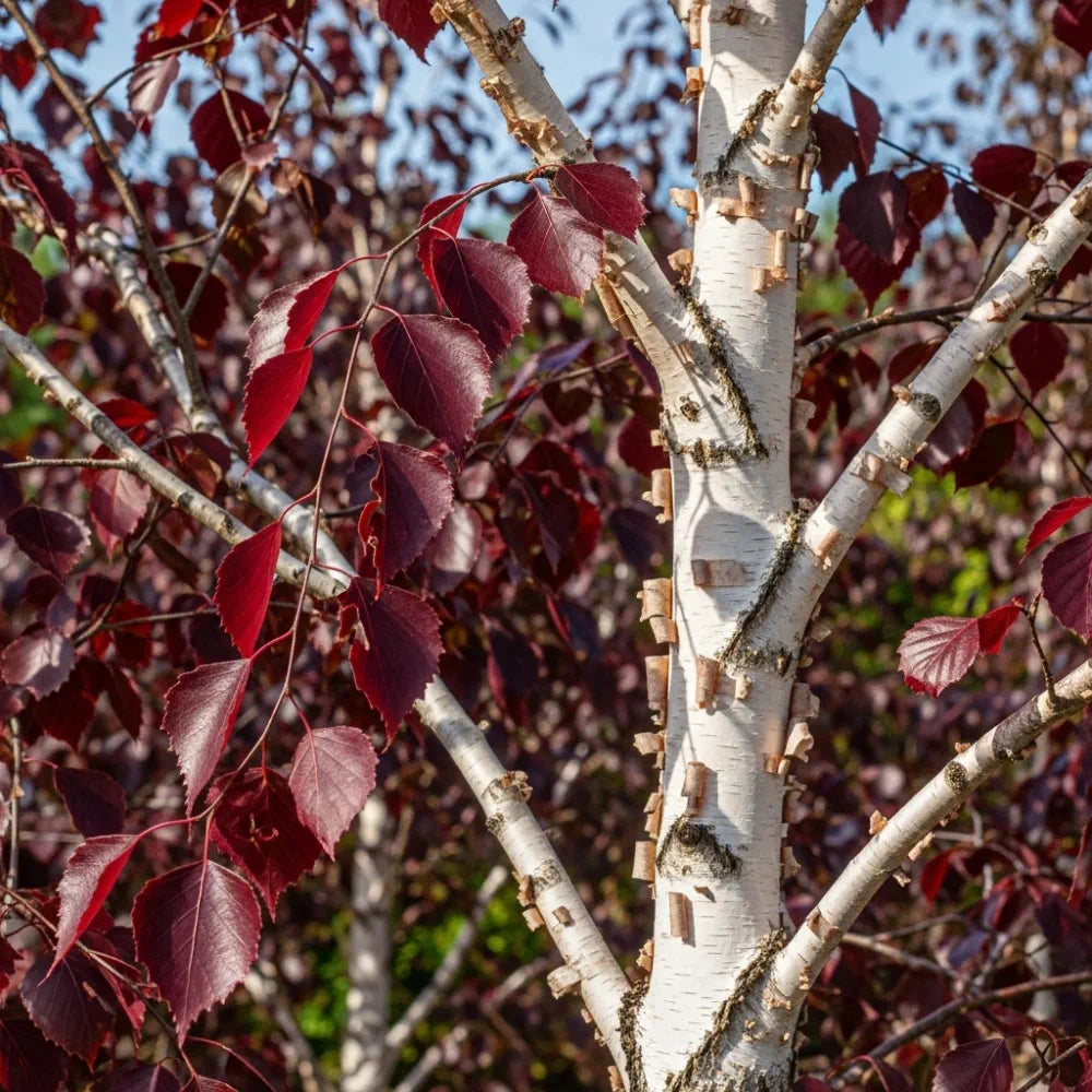 2ft Crimson Frost' Silver Birch Tree  | 3L Pot