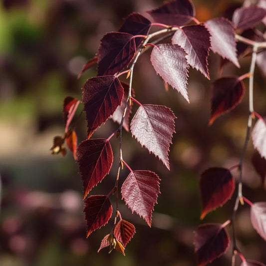 20cm 'Crimson Frost' Silver Birch Tree  | 1L Pot