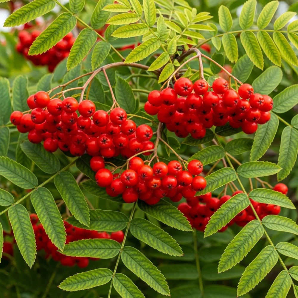 6ft Half-Standard 'Chinese Lace' Mature Cut Leaf Rowan Tree | 6/8cm Girth | Grown in 20L Airpot