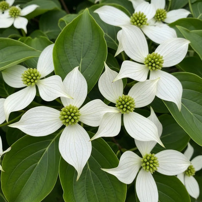 2ft Dogwood Tree | Cornus kousa | 2L pot