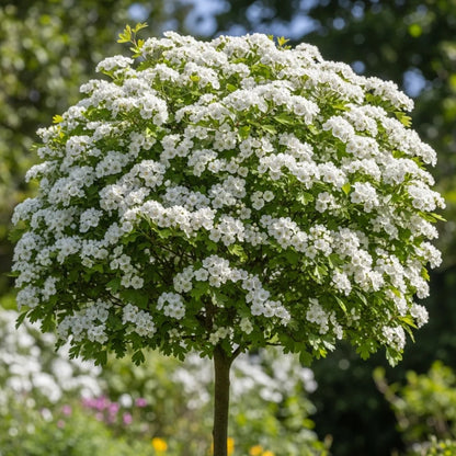 6ft Half-Standard 'Plena' Mature Double White Hawthorn Tree | 6/8cm Girth | Grown in 20L Airpot
