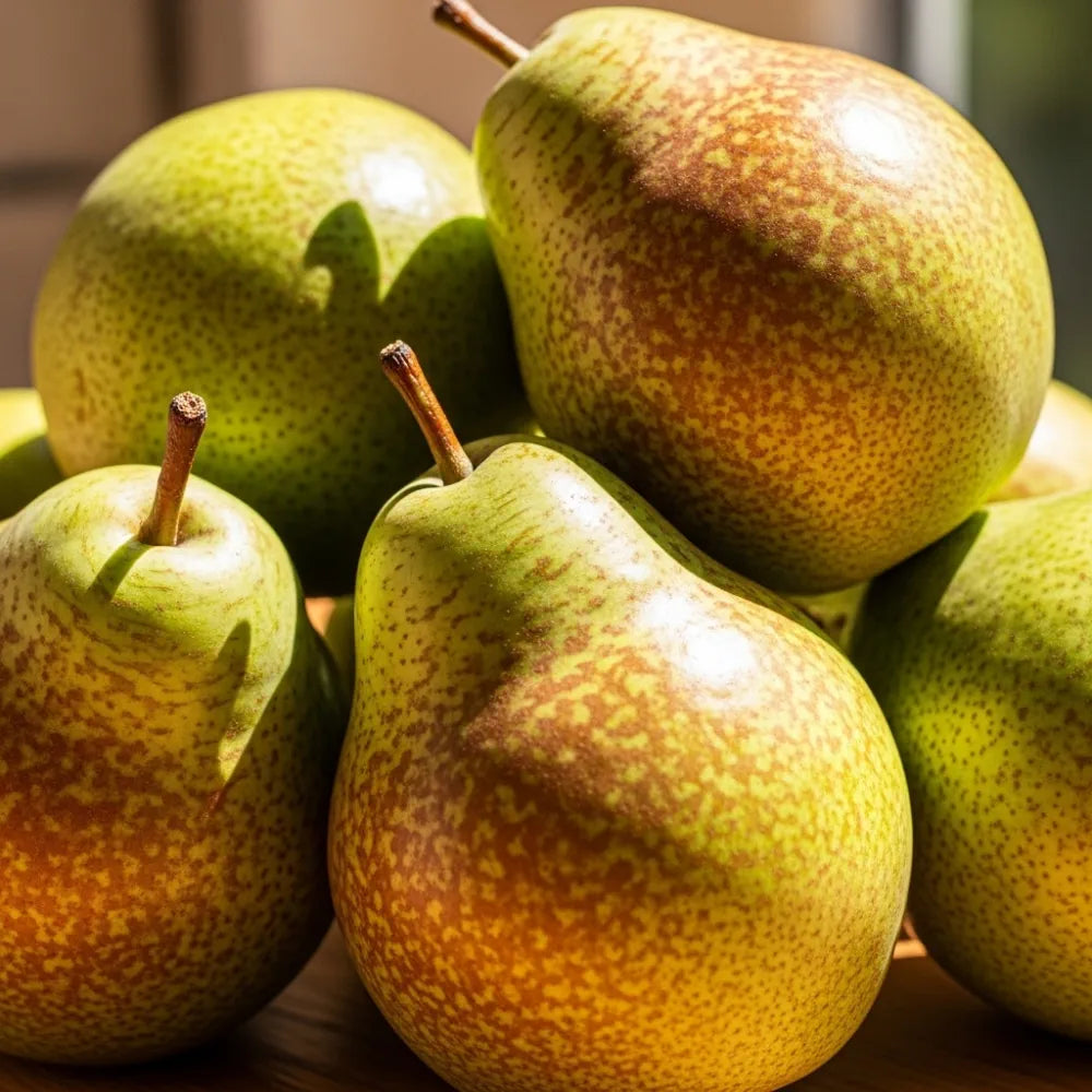 6ft Half-Standard 'Doyenne Du Comice' Mature Pear Tree | 6/8cm Girth | Grown in 20L Airpot