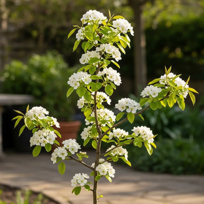 5ft 'Doyenné Du Comice' Pear Tree | Bare Root | 2 Years Old
