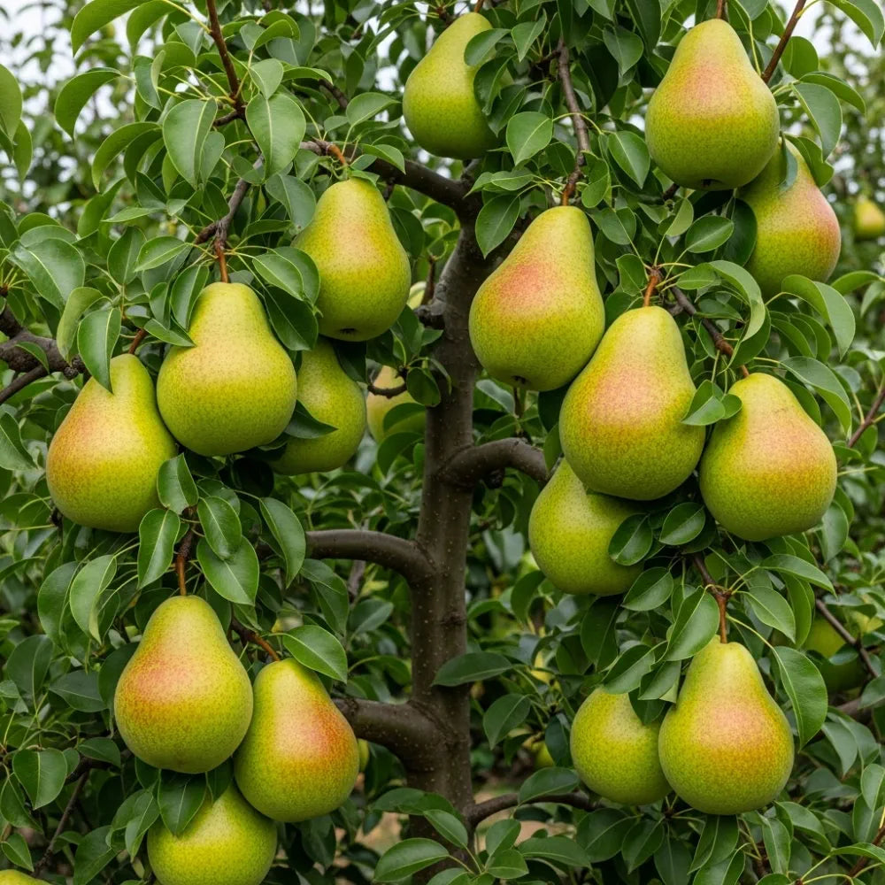 6ft Half-Standard 'Doyenne Du Comice' Pear Tree | Mature Bare Root | 6/8cm Girth
