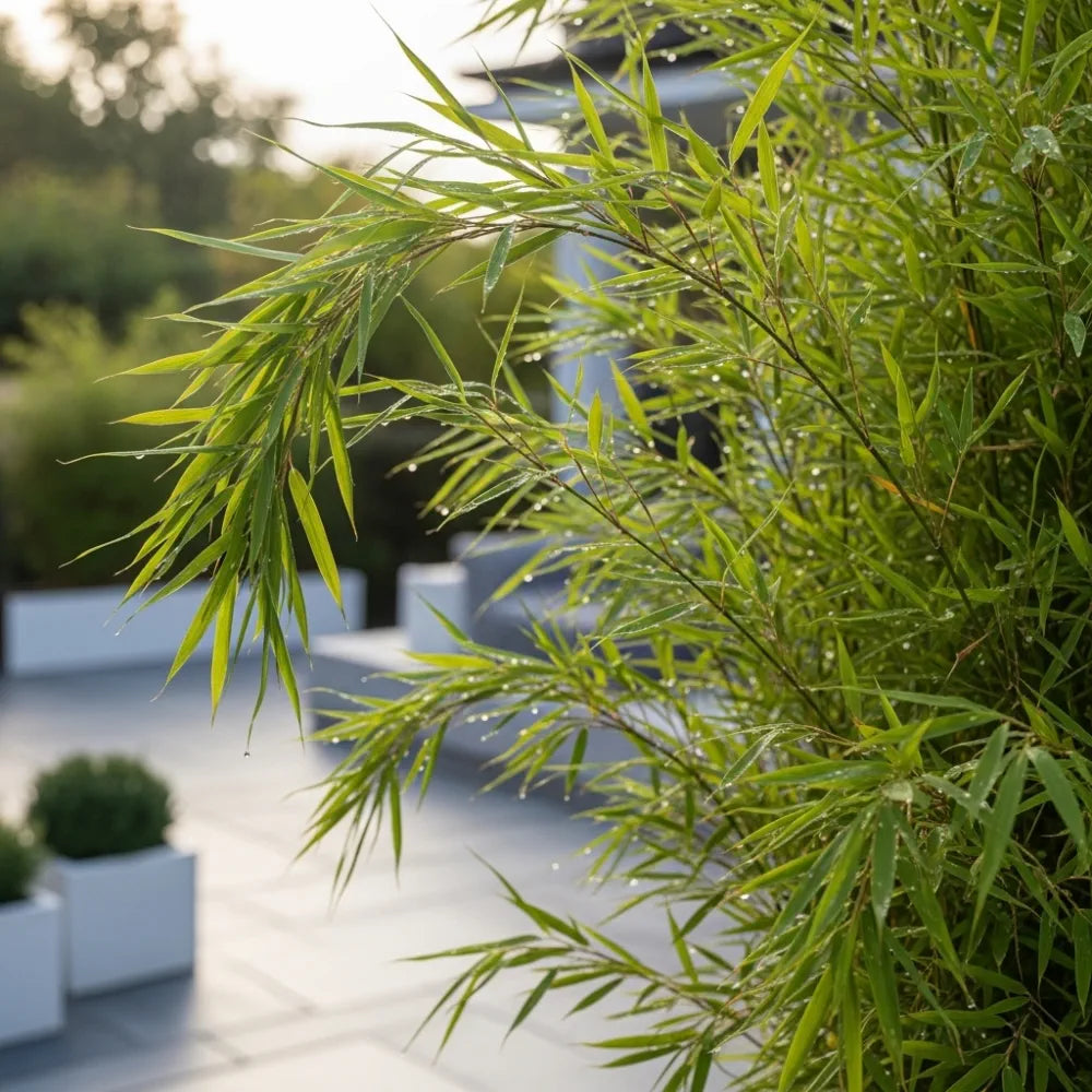 3x 3ft Dragon Head Bamboo's | Fargesia Rufa | 2L Pots